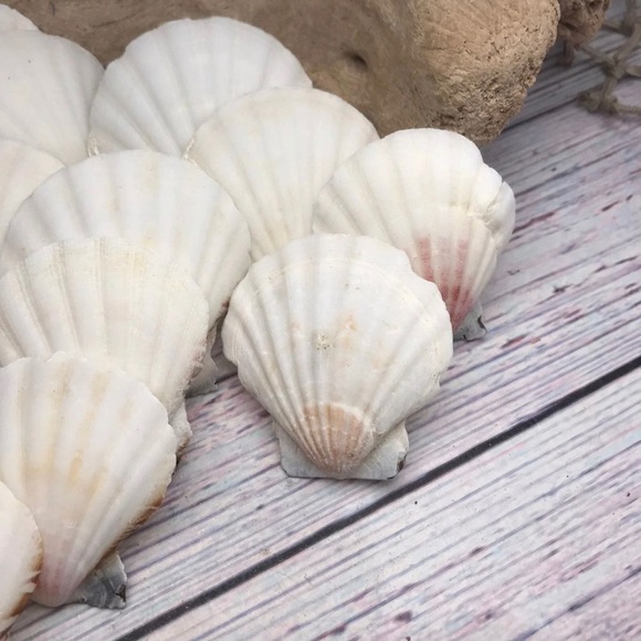 2 Dozen White /Off Scallop Shells Lot DIY Crafting SUPPLIES ornaments NAUTICAL - Picture 9 of 11
